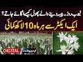 Tuberose Farming In Pakistan How To Grow Money Flowers At Home Earn 10 Lakh Monthly Per Acre