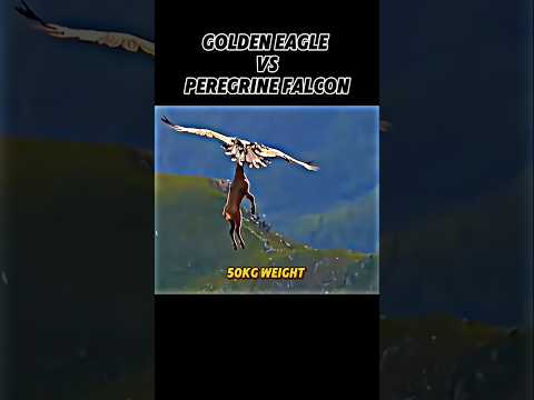 Golden eagle vs peregrine falcon#animals#wildlife#peregrinefalcon#shorts