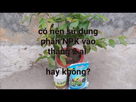 có nên sử dụng phân NPK cho mai vàng vào tháng 2 al Không ?