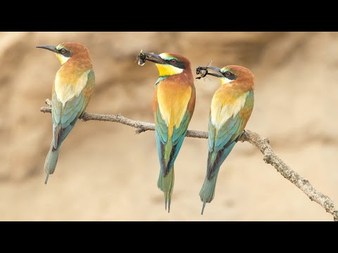 Żołna pszczołojad, European Bee-eater, Bijeneter, Золотистая щурка, norki żołn, song, głos żołny