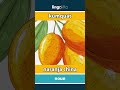 kumquat - naranja china video thumbnail