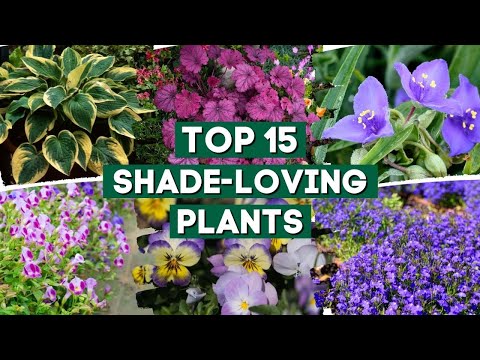 , title : '15 Shade-Loving Plants That Are Perfect For Your Garden! 👌🌿💚 // PlantDo Home & Garden'