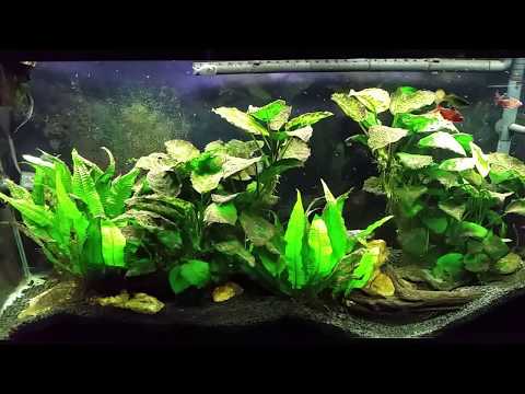 Detritus Worms Are Out of Control!