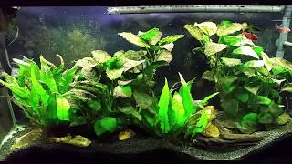 Detritus Worms Are Out of Control!