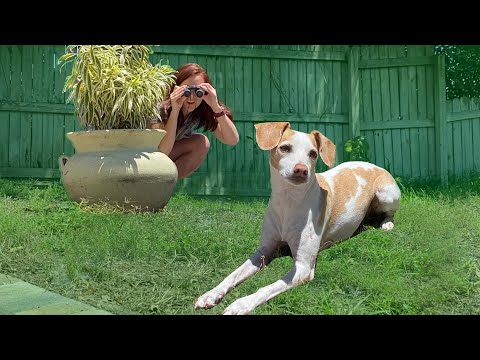 私は24時間のために私の犬をフォローしました。 (I Followed My Dog For 24 Hours)