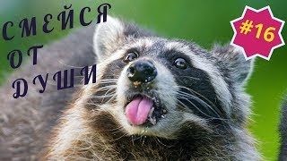 Приколы про животных Смешное видео про котов, собак и не только Такого Вы еще не видели! Выпуск 16