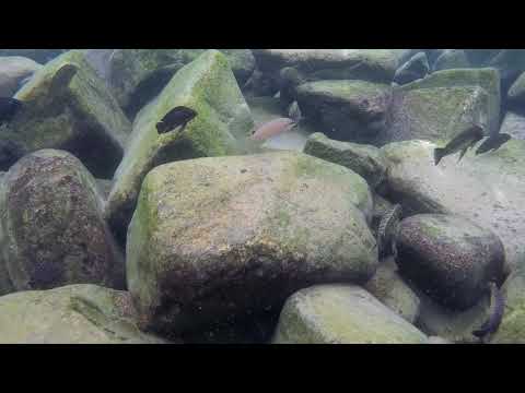 Chalinochromis brichardi a Cape Kabayeye