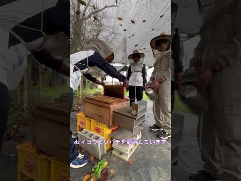 商学科 大妻嵐山高等学校　みつばちプロジェクト　ショートムービー2025