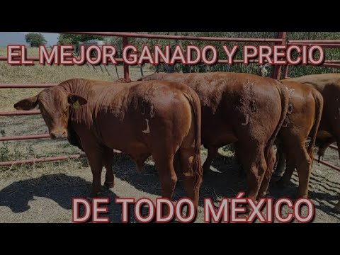 VEAN LA CHULADA DE GANADO BRANGUS DE NUEVO LEÓN