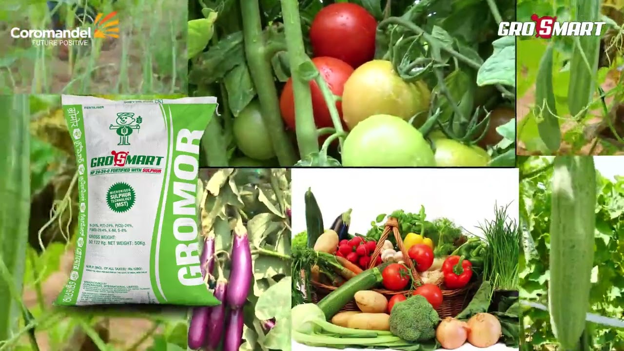 Watch video COROMANDEL GROMOR GRO SMART | 24:24:0 GROMOR GROSMART Now COROMANDEL GROMOR GRO SMART | 24:24:0 GROMOR GROSMART