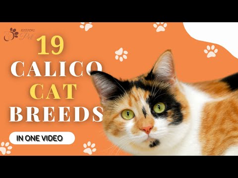19 Calico Cat Breeds in One Video!