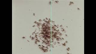 Army Ants: A Study Of Social Behavior (1966)