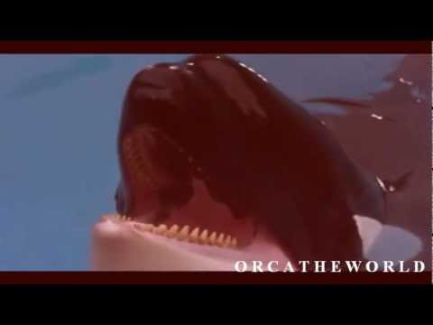 Orcas - Just Run Away