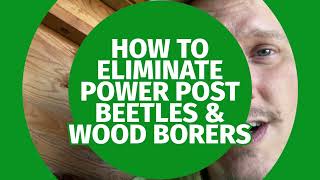 What Are Powder Post Beetles & How To Kill Them - Demonstration At The End