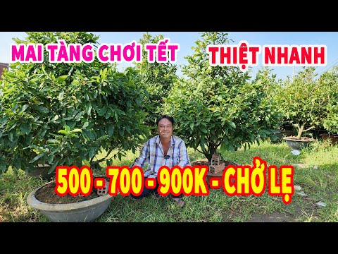 📞 KIỂM 0966569508 GL MAI TÀNG CHƠI TẾT MỨC RẺ VÀI TRĂM CHỞ NGAY 24/12/2022 | Bến Tre Ơi