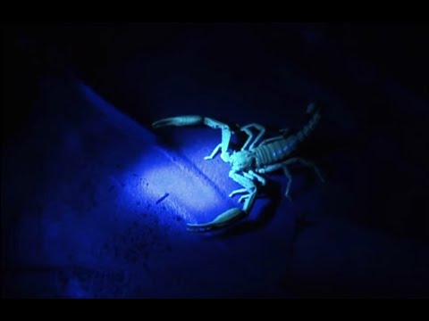 Thumbnail of the video: UHV Scorpion Hunt | Expedition Borneo | BBC Earth