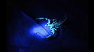 UHV Scorpion Hunt | Expedition Borneo | BBC Earth