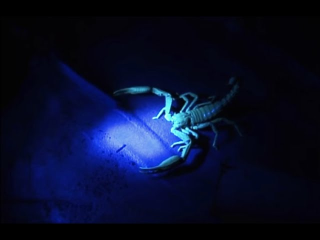 UHV Scorpion Hunt | Expedition Borneo | BBC Earth