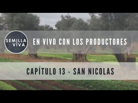 SEMILLA VIVA en Vivo con los Productores - Capitulo 13 Olivares San Nicolas