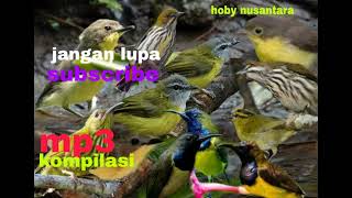 Download lagu suara burung remetuk laut/sogon kolibiri/cikrak bambu/cabe rimba @hobynusantara5159 langsung kumpul mp3
