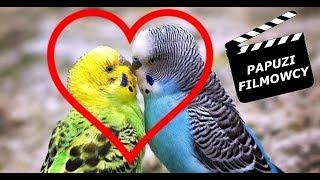 January Parrots Loving, Singing and Talking