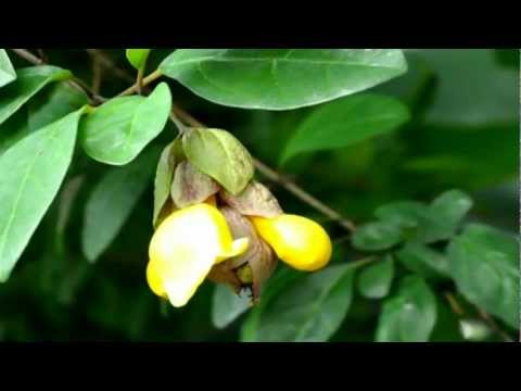 Wencke Myhre (Norway) & Chris Bruhn (Germany) - Flower Power Kleid (Ding-Dong-Bana-Lama-Sing-Song)