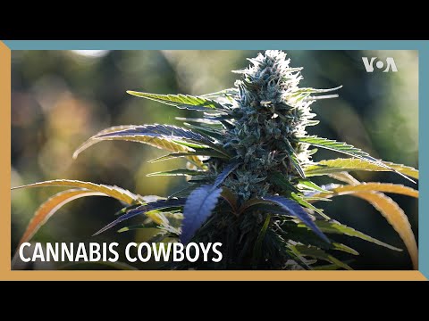 Cannabis Cowboys | VOA Connect