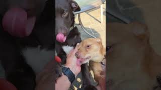 Video preview image #1 Dachsador Puppy For Sale in Oakhurst, NJ, USA