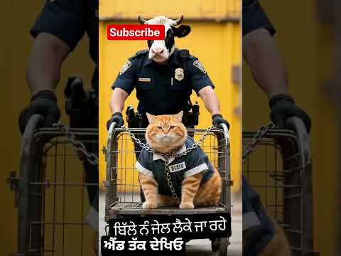 #cats #funnycats #funnymoments #shotsvideo