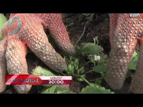 Բանաձև, Կիրակի, Ժամը 20:00/ BANADZEV