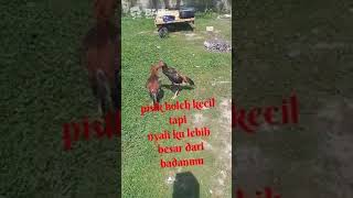 Download lagu ayam jago raja jiling mp3