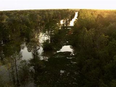 How Avery Island Became a Refuge for Birds