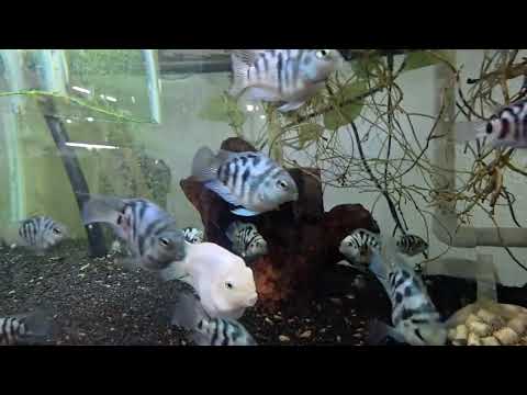 Polar Blue and White Parrot Cichlid thumbnail 4