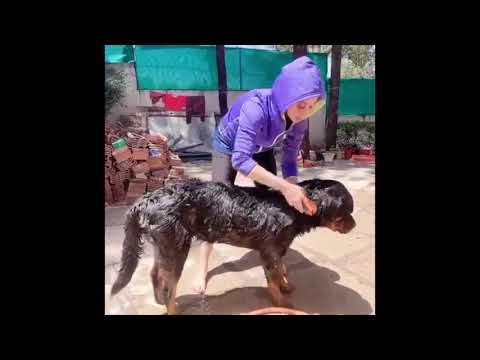 Urmila Matondkar Message To All Pet Holders