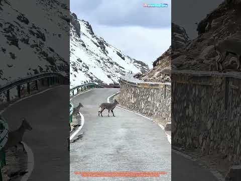 아스팔트 등반: 염소가 산길을 마치 보도처럼 여기는 이유