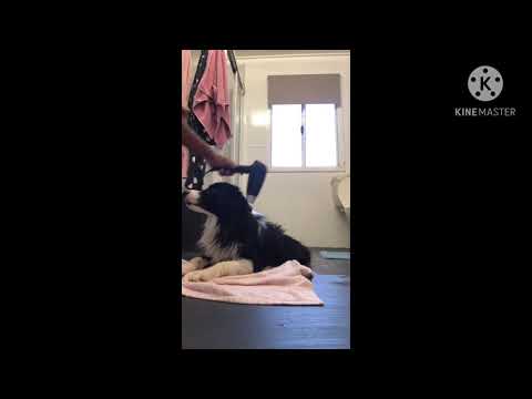 Hot summer vibes🔥🐶