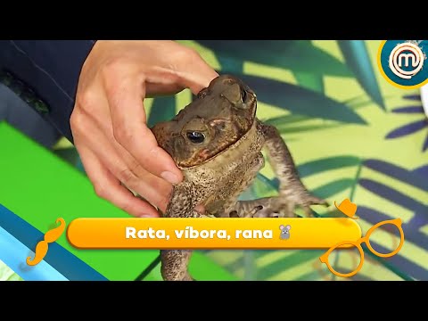 Programa 6:  Rata, víbora, rana  🐀   | MasterChef Junior 2017