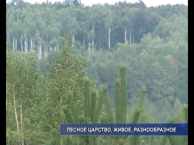 Древесина нурлатская, мебель турецкая.