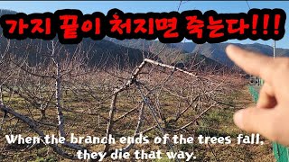 나무의 주지 끝이 처지면 그 길로 죽습니다!When the branch ends of the trees fa…