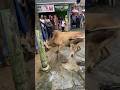 Sapi Kurban Mengamuk Saat Akan Di Sembelih Qurban Ngamuk