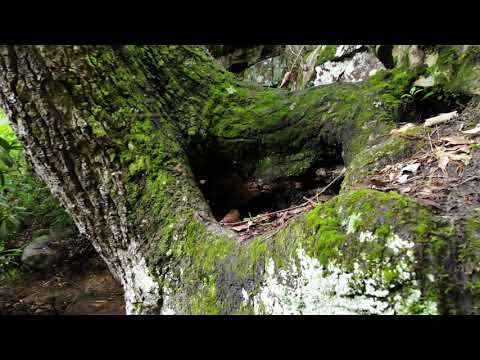 drone-flight-to-a-cliff-tree-beehive