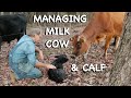 The Milk Cow Part 2 The FHC Show Ep 35