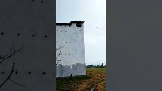 Download lagu burung walet kecanduan sama suara panggil mp3