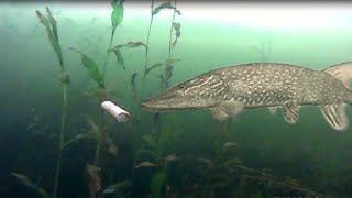 Ice Fishing HOT DOGS For BIG PIKE (Does it Work?)