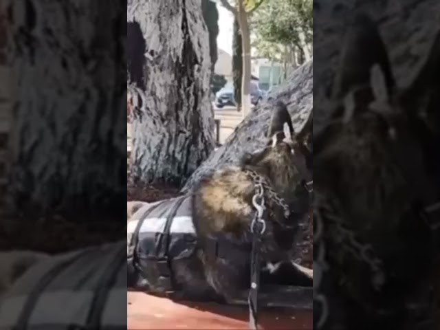 Vídeo relacionado con Don Pare Bozal Modelo 101 en Azul Beber Siempre Posible Ideal para Marcha Libre, Perrera, Jaula, Carreras de Perros, automóvil, protección contra cebos envenenados por Amathings
