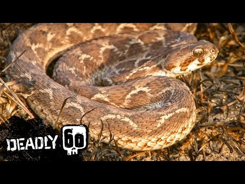 Deadly Viper Strikes Steve! | Deadly 60 | BBC Earth Kids