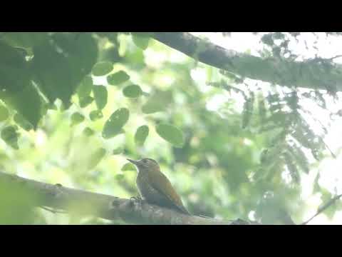 Dot-fronted Woodpecker, Veniliornis frontalis, PN Calilegua, Jujuy, Argentina, 14 Febr 2026 (2/2)