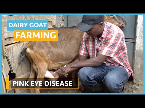 Dairy Goat Farming Lesson 1 Course Outline