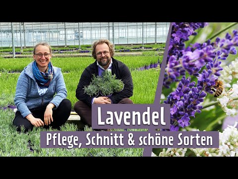 Lavender: Varieties, Care and Pruning | MDR Garden