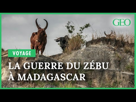 , title : 'A Madagascar, sur les sentiers de la guerre du zébu'